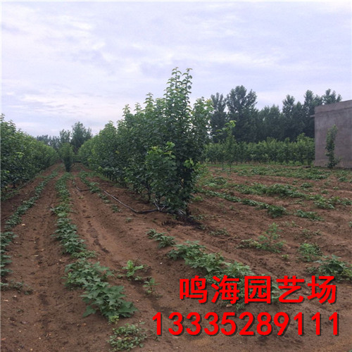 鐵嶺玉露香梨樹苗栽培技術(shù)（臨沂資訊）