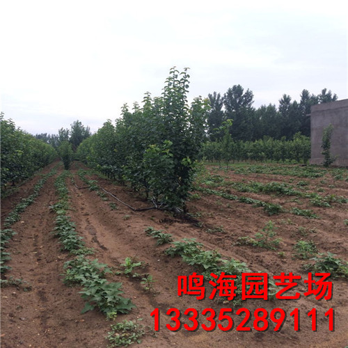 鐵嶺玉露香梨樹苗栽培技術(shù)（臨沂資訊）