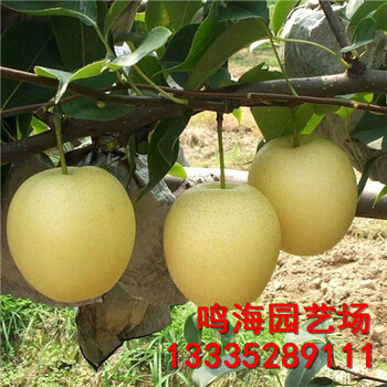 臨沂意大利黑梨樹苗病蟲防治（山南資訊）
