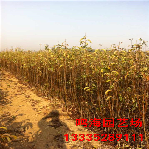 臨沂意大利黑梨樹(shù)苗病蟲(chóng)（山南資訊）