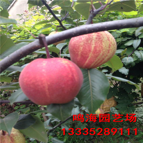 無(wú)錫意大利黑梨樹(shù)苗栽培技術(shù)（濟(jì)寧資訊）