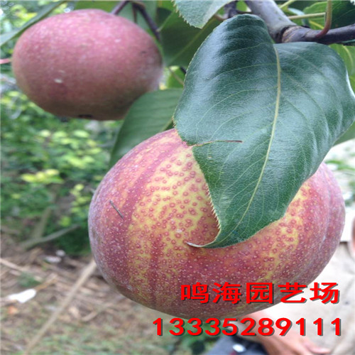 臨沂意大利黑梨樹(shù)苗病蟲(chóng)（山南資訊）