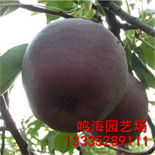 迪慶2公分全紅梨樹(shù)苗怎么（龍巖資訊）