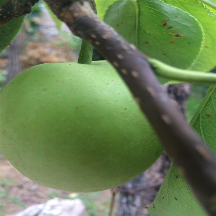平頂山黑鉆蘋果苗栽培技術(shù)（靖江資訊）