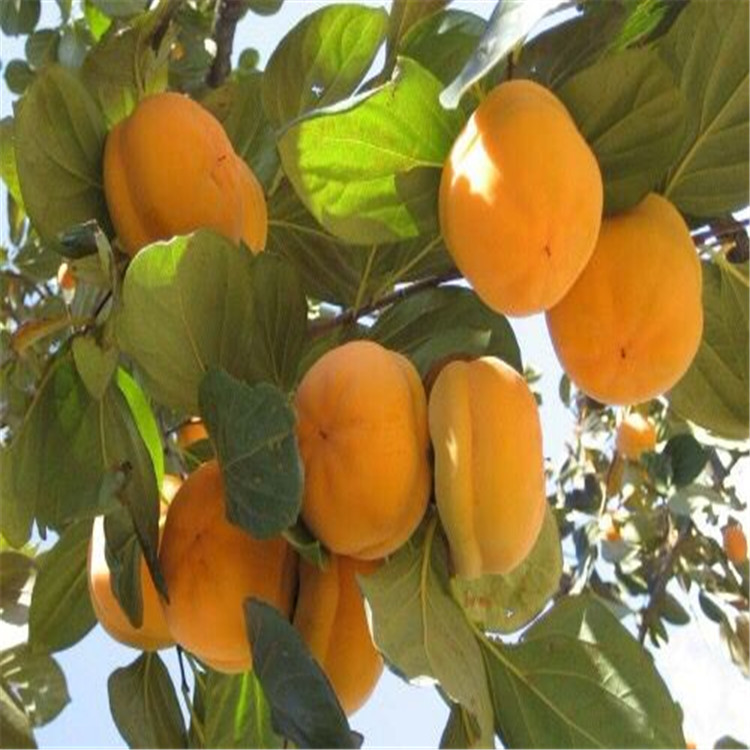 新聞：太原1公分松本早生柿子苗*格
