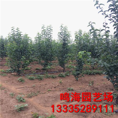 新聞：崇左2公分愛宕梨樹苗*適合什么土壤