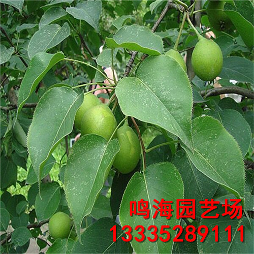 新聞：白城早紅考蜜斯梨樹苗*易成活嗎