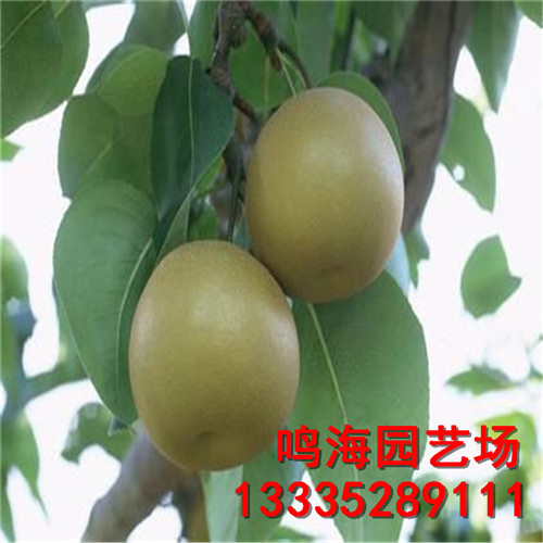 新聞：大同秋月梨樹苗*基地種植