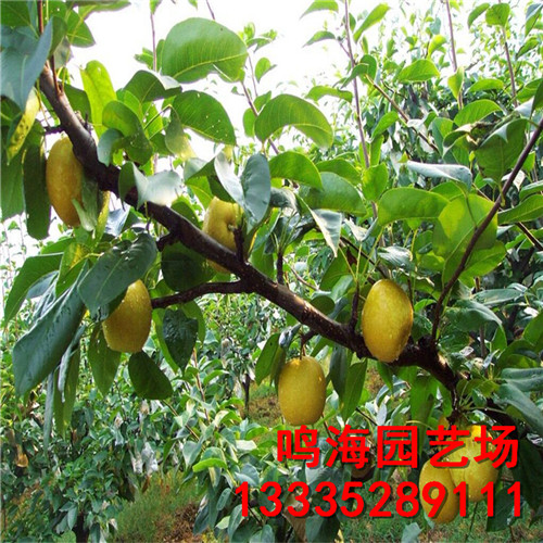 新聞：巴中1公分新梨7號梨樹苗*適合什么土壤