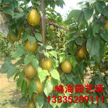 資訊：雅安玉露香梨樹苗一棵樹產(chǎn)多少斤