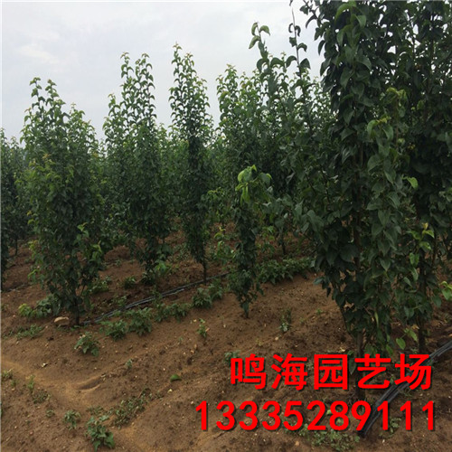 資訊：榆林晚秋黃梨苗*一畝地種多少棵