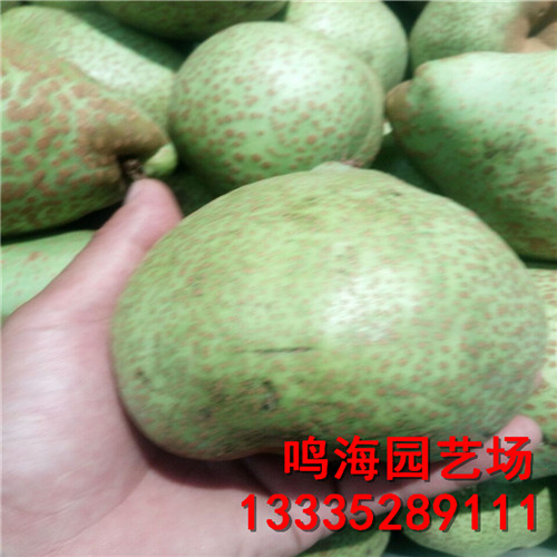 新聞：衡水意大利黑梨樹苗*怎么