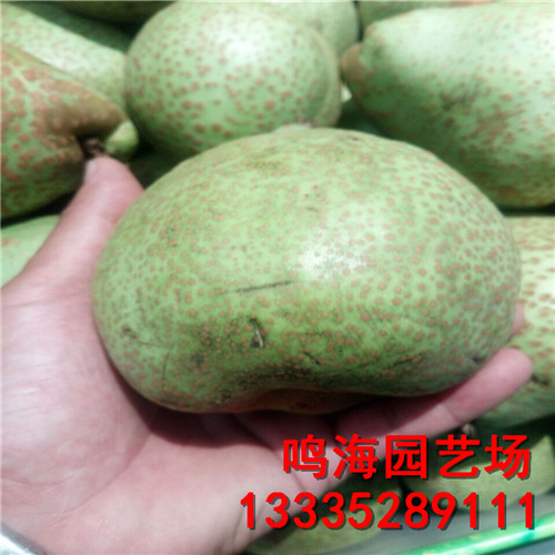 新聞：鹽城2公分早酥紅梨樹苗*適合什么土壤