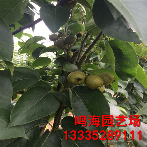 新聞：萬州梨樹苗*成活率高
