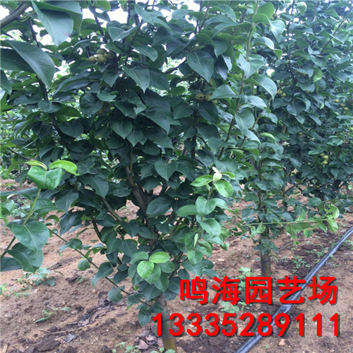 資訊：涼山意大利黑梨樹苗*基地種植