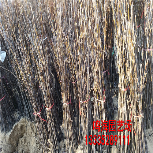新聞：沙坪壩梨樹苗*畝產量多少