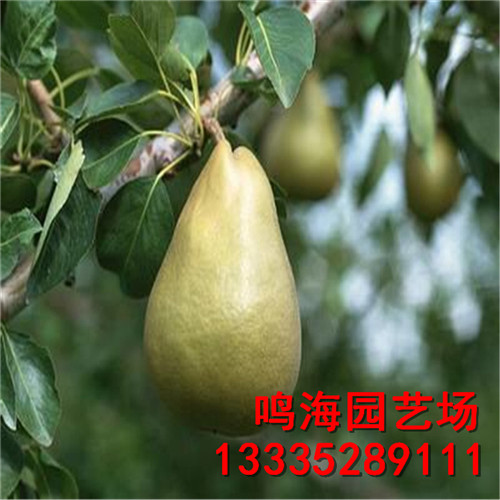 資訊：榆林晚秋黃梨苗*一畝地種多少棵