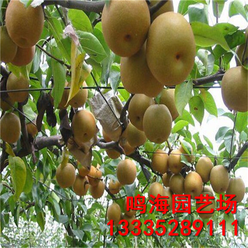 資訊：呂梁中梨4號(hào)梨樹(shù)苗*成活率高
