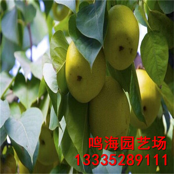 新聞：崇文柱狀梨樹苗一棵樹產(chǎn)多少斤