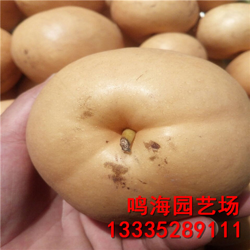 新聞：大同秋月梨樹苗*基地種植