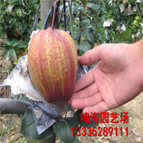 新聞：渝北實(shí)生梨樹苗*一棵樹產(chǎn)多少斤