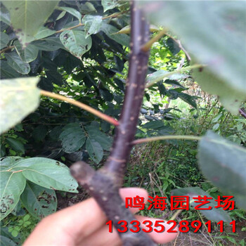 資訊：庫爾勒2公分圓黃梨樹苗基地種植
