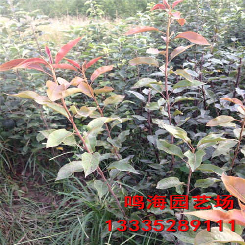 新聞：沙坪壩梨樹苗*畝產量多少