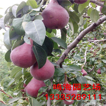 資訊：漯河2公分綠寶石梨樹苗農科院培育基地
