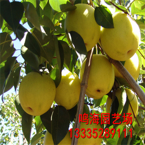 資訊：涼山意大利黑梨樹苗*基地種植