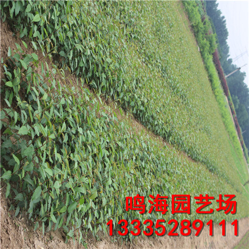 新聞：巴中1公分新梨7號梨樹苗*適合什么土壤