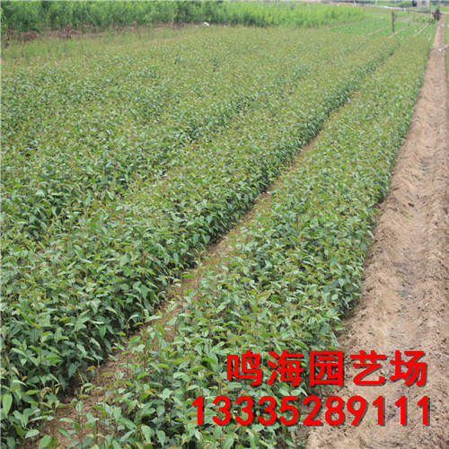 新聞：長寧2公分梨樹苗*易成活嗎