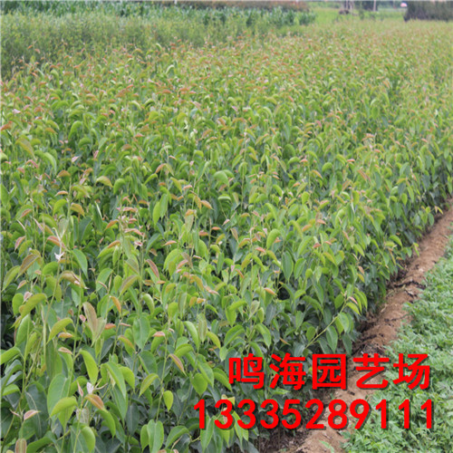 新聞：崇文柱狀梨樹苗*一棵樹產(chǎn)多少斤