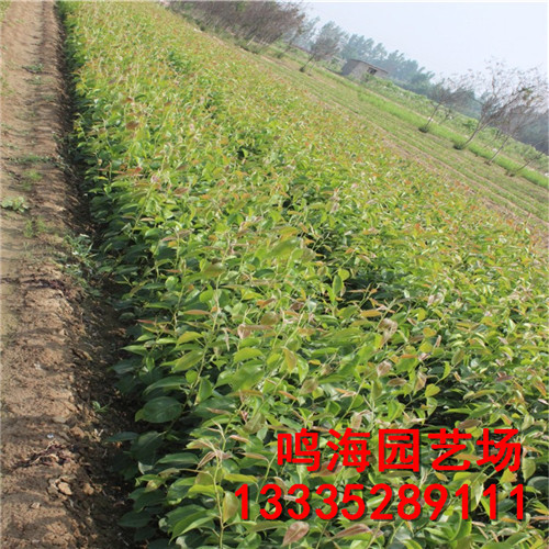 資訊：呂梁中梨4號(hào)梨樹(shù)苗*成活率高