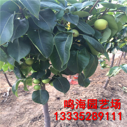 資訊：資陽2公分中梨4號梨樹苗*基地種植