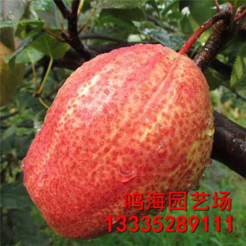 新聞：閔行新梨7號(hào)梨樹苗*農(nóng)科院培育基地