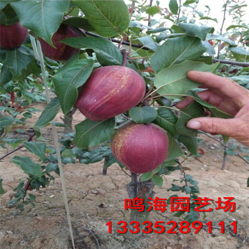 資訊：涼山意大利黑梨樹苗*基地種植