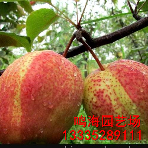 新聞：沙坪壩梨樹苗*畝產量多少