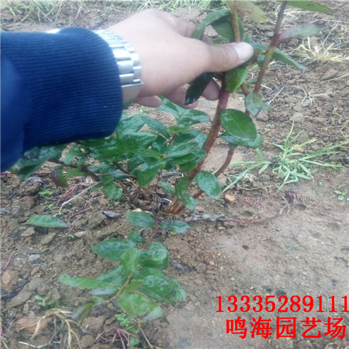 新聞：龍巖嫁接藍(lán)莓苗*栽培技術(shù)