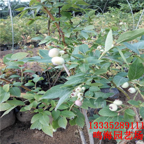 新聞：龍巖嫁接藍(lán)莓苗*栽培技術(shù)