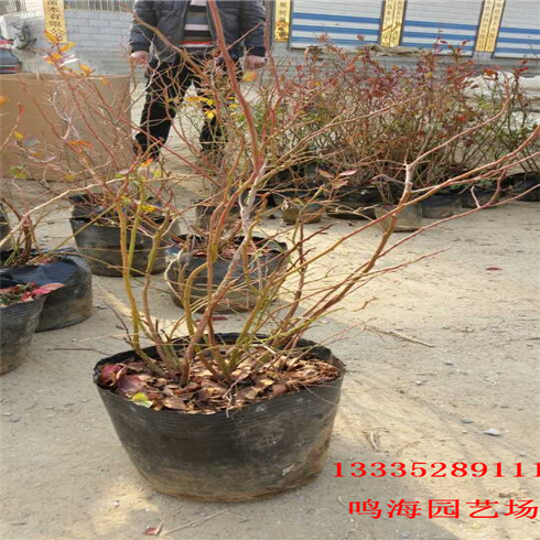 新聞：龍巖嫁接藍(lán)莓苗*栽培技術(shù)
