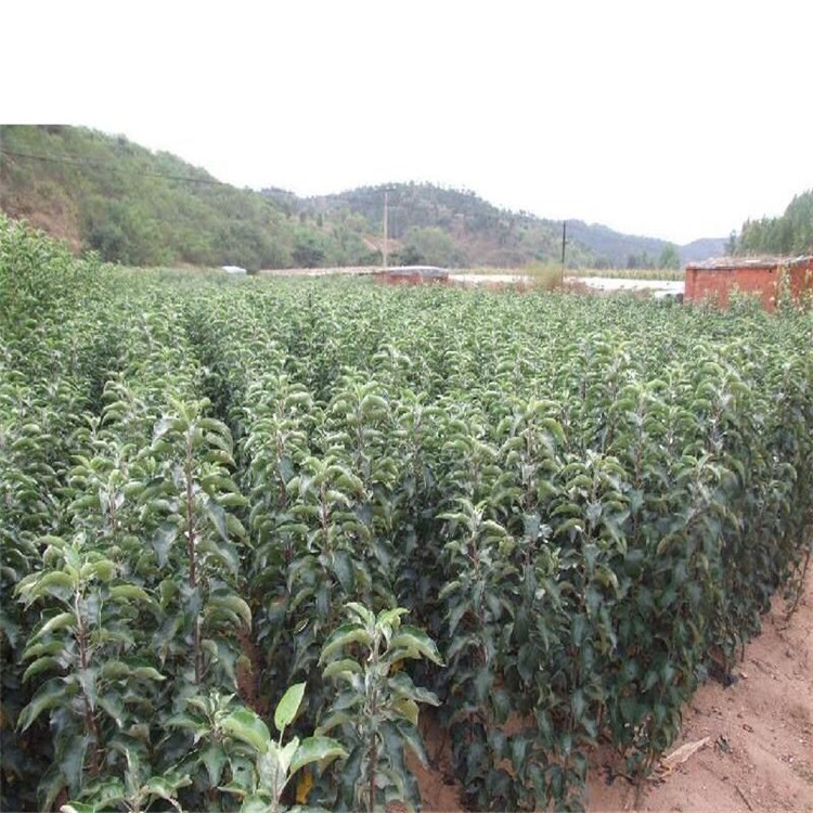 新聞：黔南紅富士蘋果苗*一畝地種多少棵