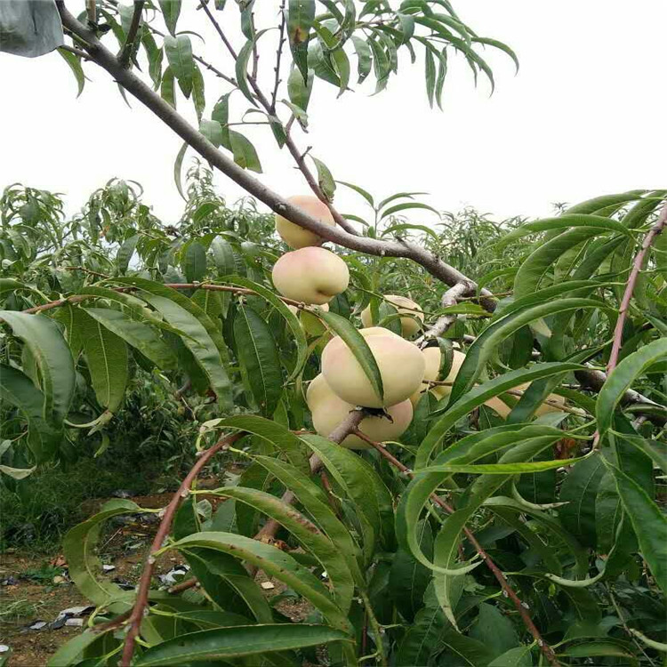 資訊：中山桃樹實生苗*多少錢一棵