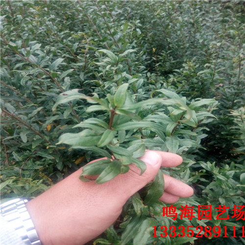新聞：宜昌大紅袍石榴苗*基地種植