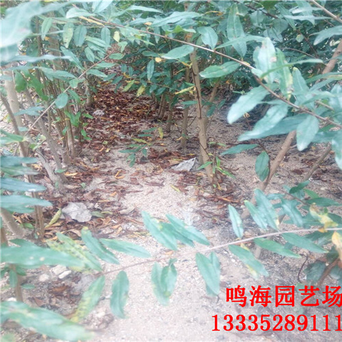 新聞：包頭2公突尼斯軟籽石榴苗*農科院培育基地