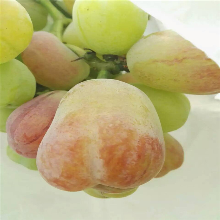 資訊：菏澤指葡萄苗*畝產(chǎn)量多少