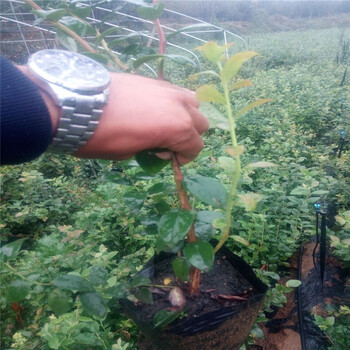資訊：宜賓瞳仁藍莓苗基地種植