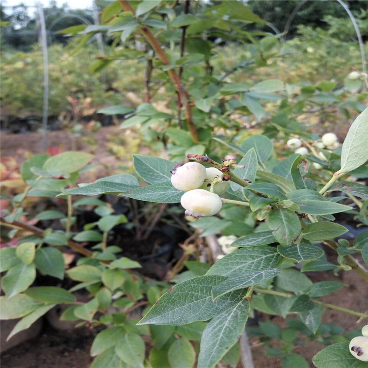 新闻：清远蓝丰蓝莓苗*栽培技术