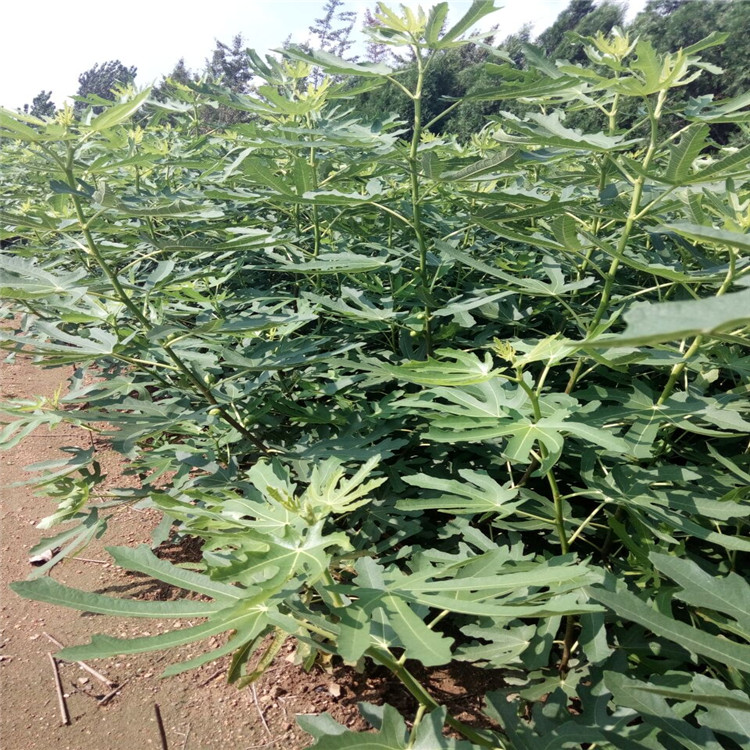 伊犁*金傲芬無花果苗-基地種植
