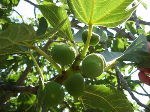 天津南開(kāi)*紫果無(wú)花果苗-適合什么土壤