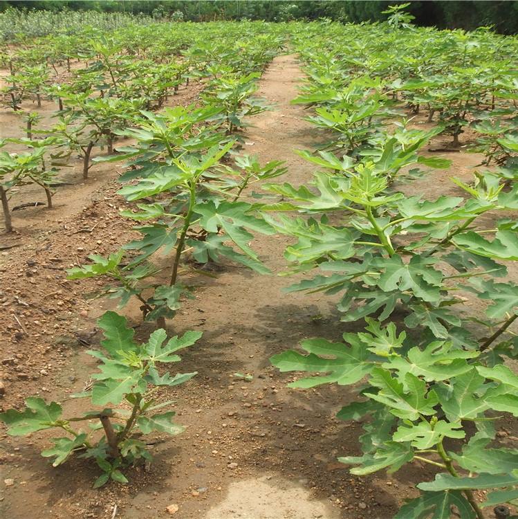 甘肅張掖*加州黑無花果苗-農(nóng)科院培育基地